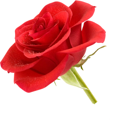 玫瑰花 png素材 透明底 免抠图 花朵素材