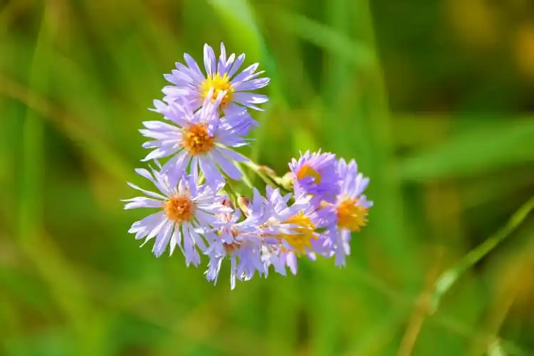 1/ 9紫色小飞蓬草,原创拍摄 672/ 9紫色小飞蓬