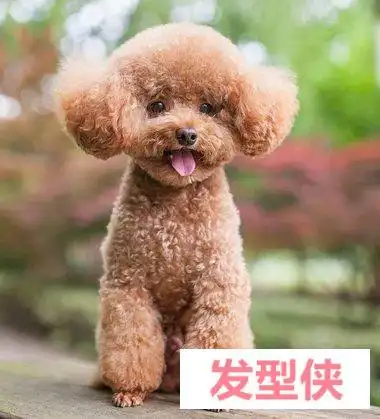 泰迪短发发型图片 短头发泰迪哪些 -图1