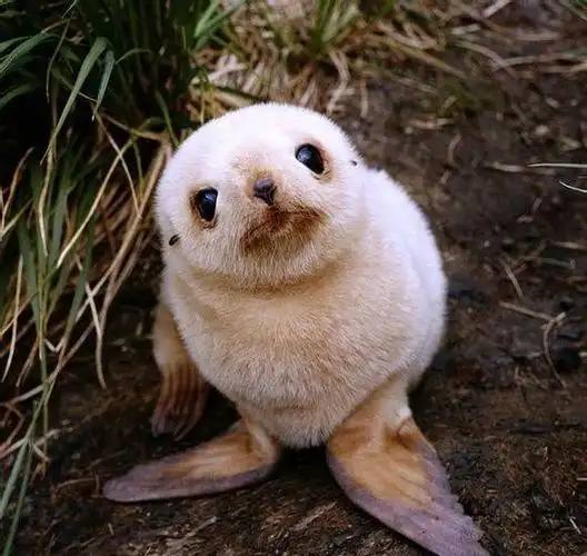 小海狮,为什么看到它的眼睛有股莫名的.想要亲亲它.