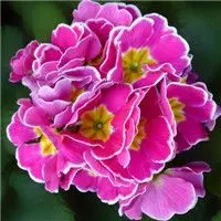 微信头像风景图片花草【点击鼠标右键下载】