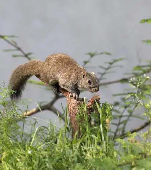 可爱的小动物,松鼠