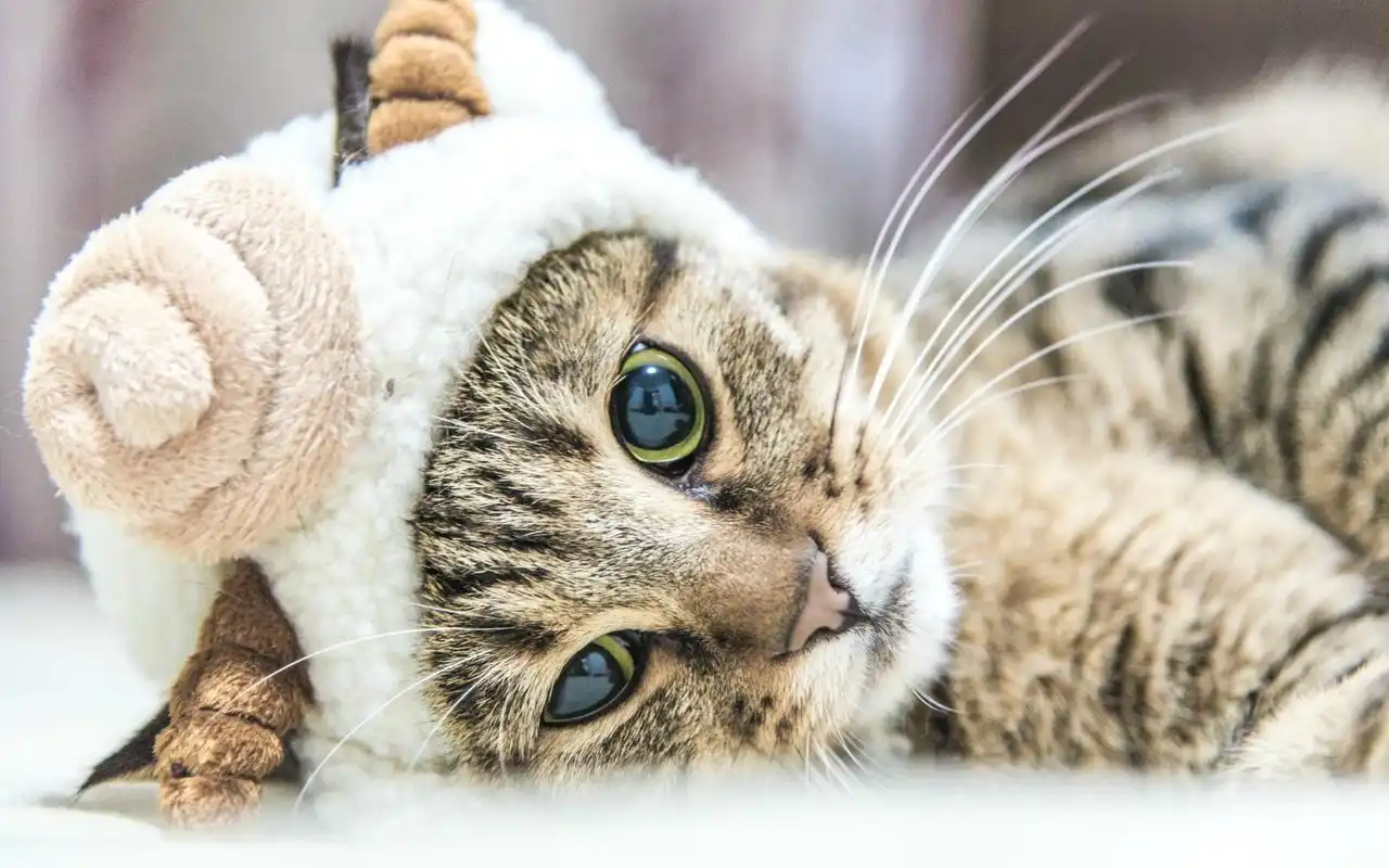 精选可爱萌猫咪图片壁纸下载