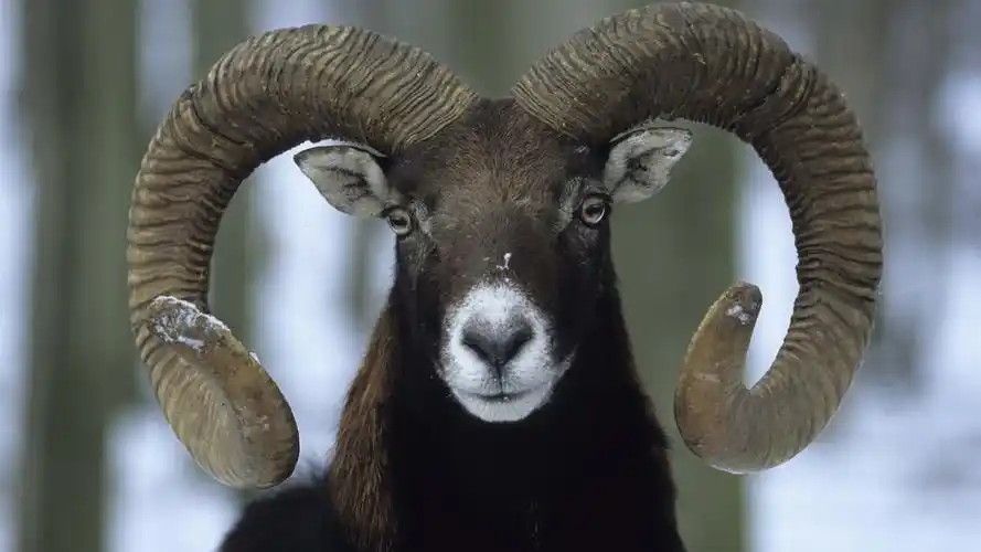 壁纸 羊,弯角