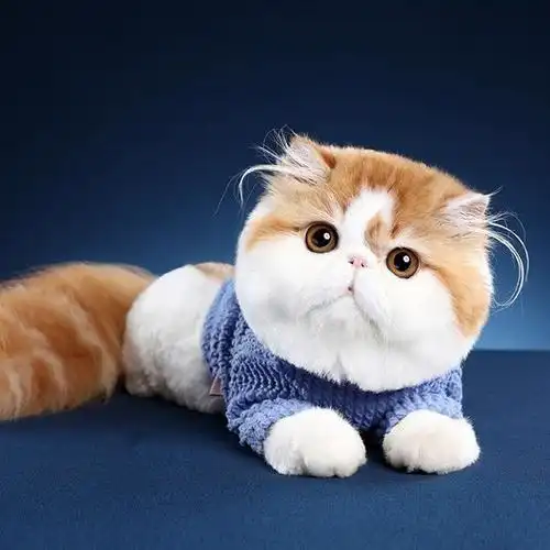 纯种异国短毛猫大脸加菲猫幼崽包子脸波斯猫幼猫