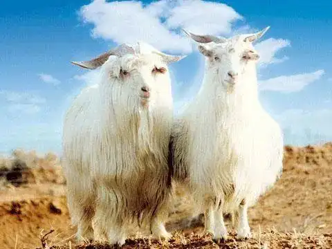 地标日历|阿拉善白绒山羊
