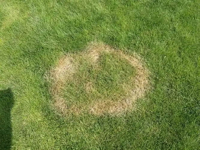 草坪褐斑病正在暴发,如何防病,治病?