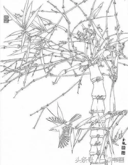 书画联盟丨国画素材白描竹子