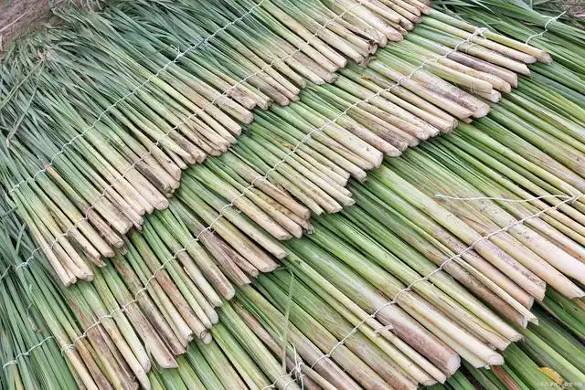 芦根的功效与作用