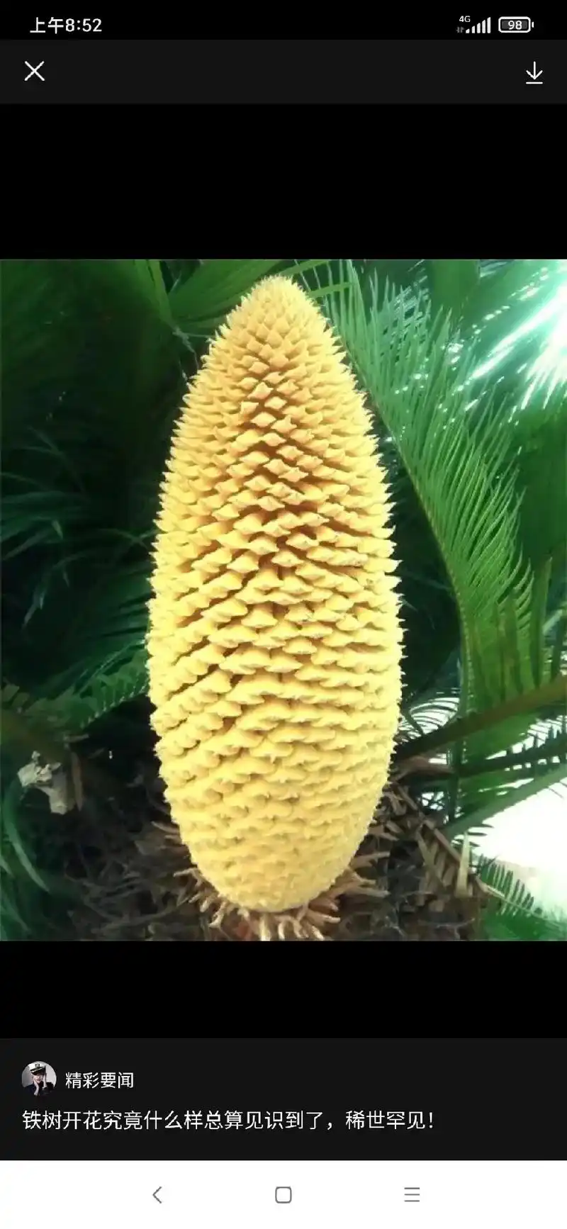 一组稀世罕见的铁树开花照片! 铁树开花,哑巴说话,千年铁树神 - 抖音