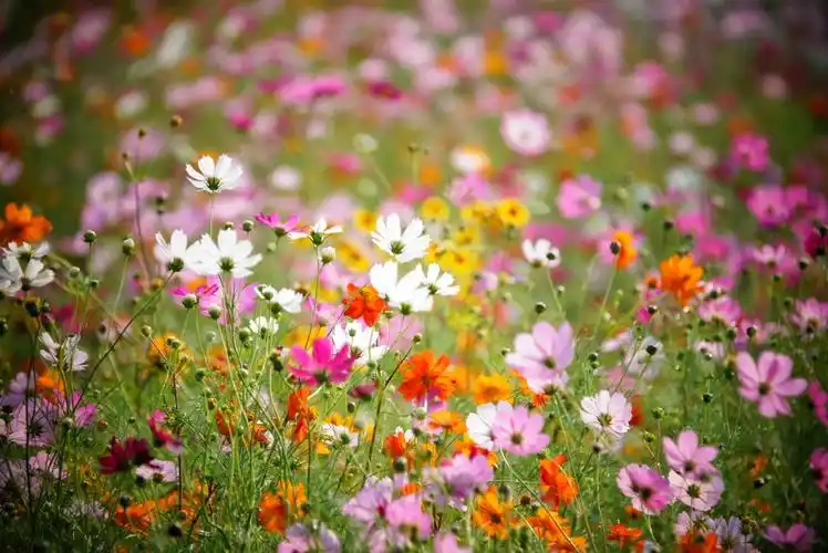 美济南华山湖格桑花盛开密密麻麻形成花海
