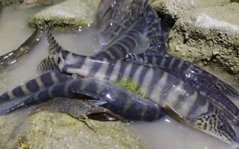 老板收购巨型钢鳅50块一条,小伙一晚上就能抓到很多,真的赚大了