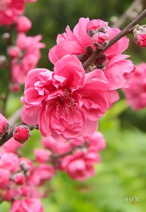 【嘉园微海报】3月3日,送你三生三世十里桃花