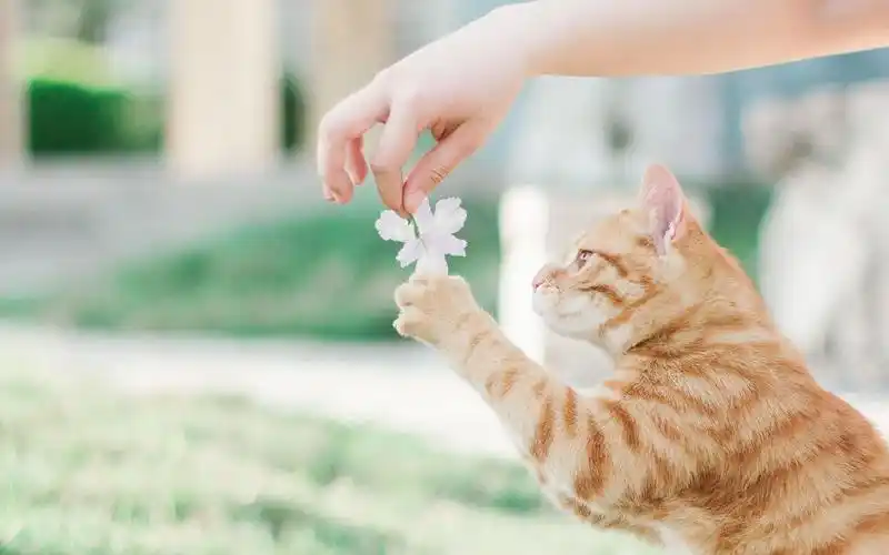 最萌抖音网名可爱吸引人