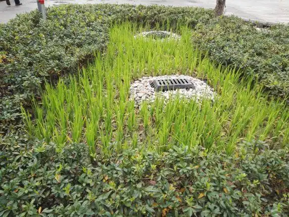 雨水花园.
