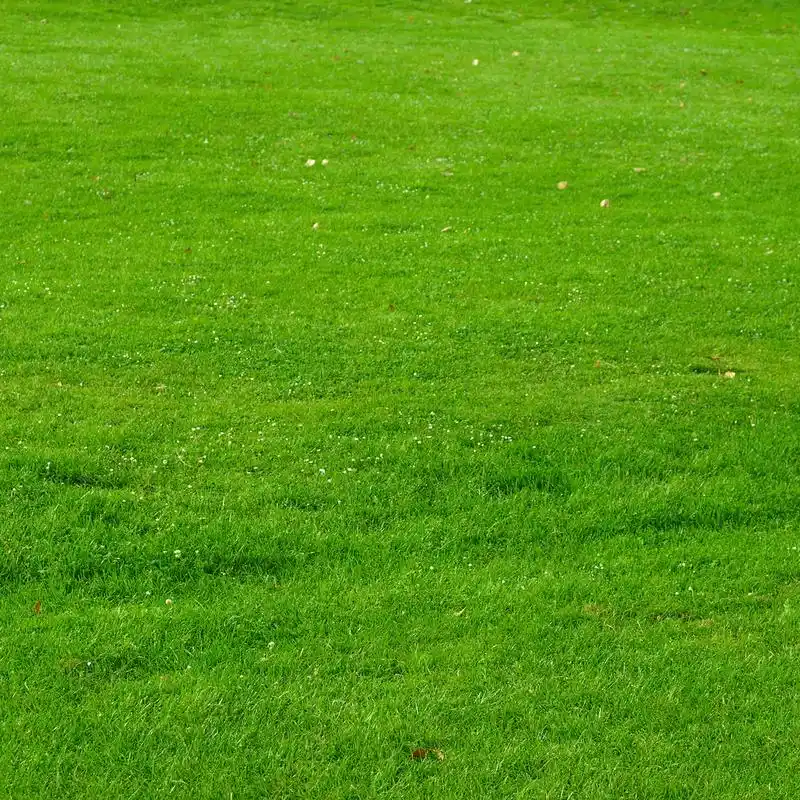 草甸图片,绿草或草坪,用作草地的背景