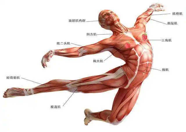 人体全身肌肉