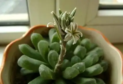 玉露开花吗,开化之后会死吗