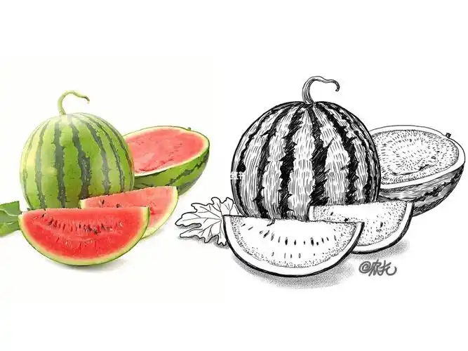 西瓜怎么画写生线描小学生速写照片写生