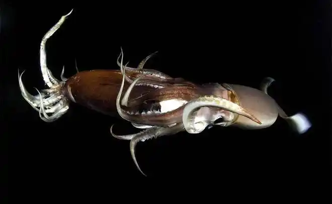 这种大眼鱿鱼能长2米长,重160斤, 若做成铁板烧够你吃几天?_网易订阅