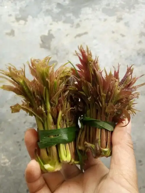 [预售]纯天然有机野菜椿木芽,预售2017头茬,邮费10元(已含),32一斤,要