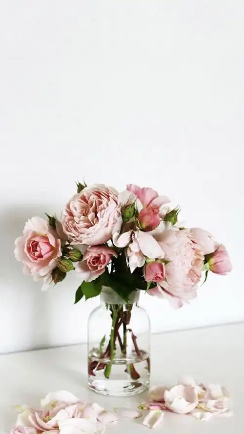 小清新花卉图片手机壁纸