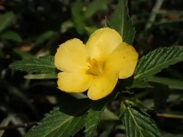 时钟花同属还有一个姊妹——白时钟花,有白色的花瓣,花心深处装饰着