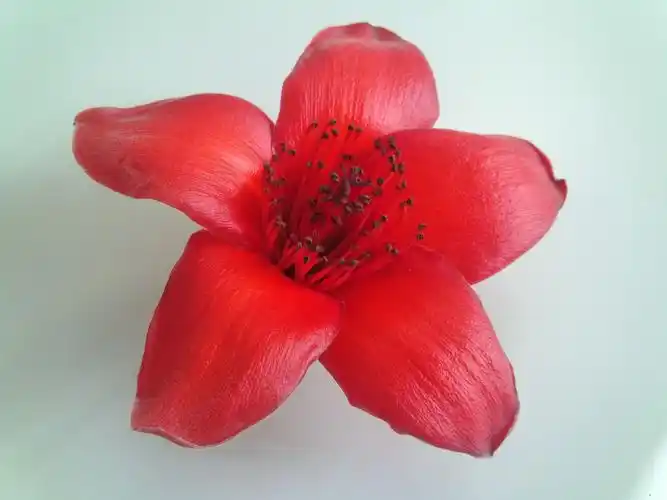 早晨上班时在路上捡的木棉花用手机随便拍的