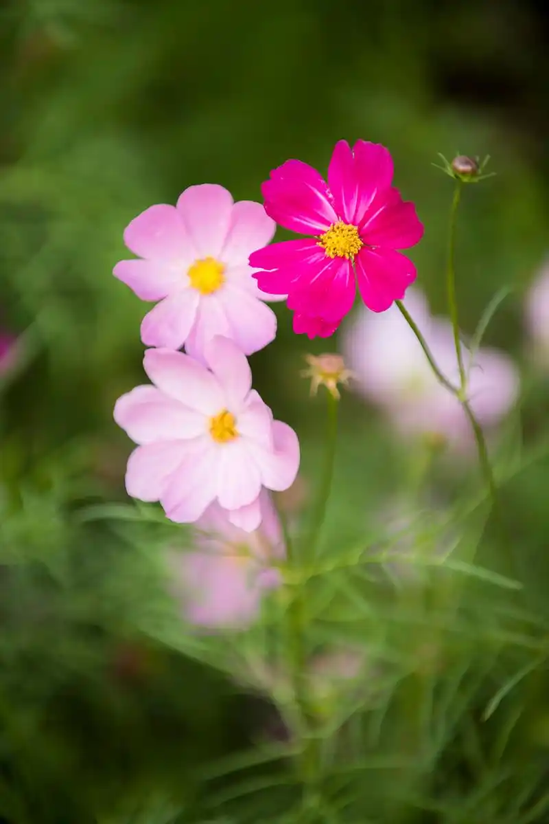【广州的格桑花摄影图片】生态摄影_太平洋电脑网摄影部落
