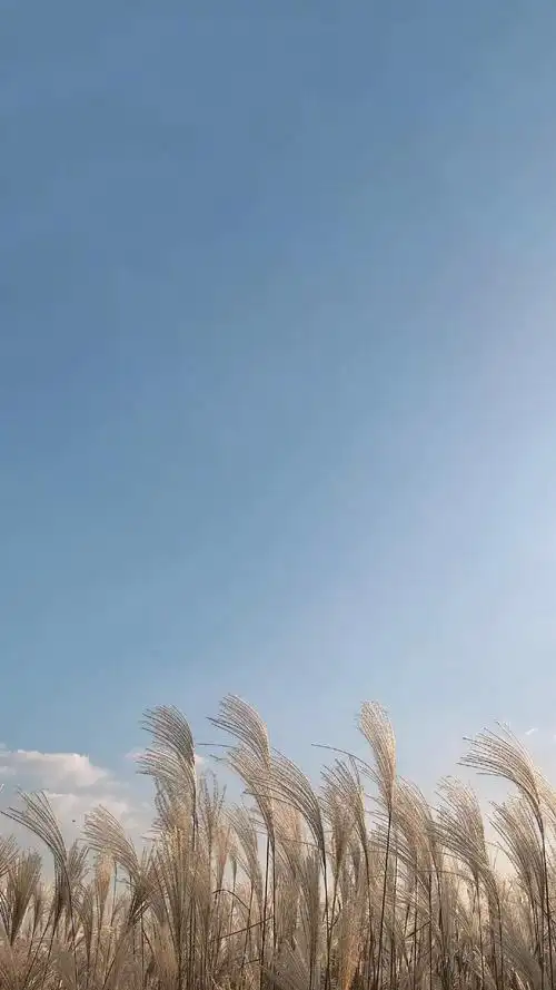 文艺小清新唯美风景,高清图片,手机锁屏桌面-壁纸族