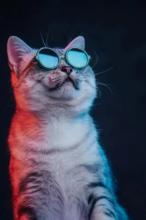 红蓝光背景下的戴眼镜的美国短毛猫图片下载