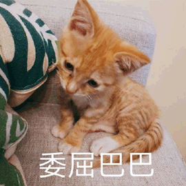 委屈巴巴猫搞怪逗gif动图_动态图_表情包下载_soogif