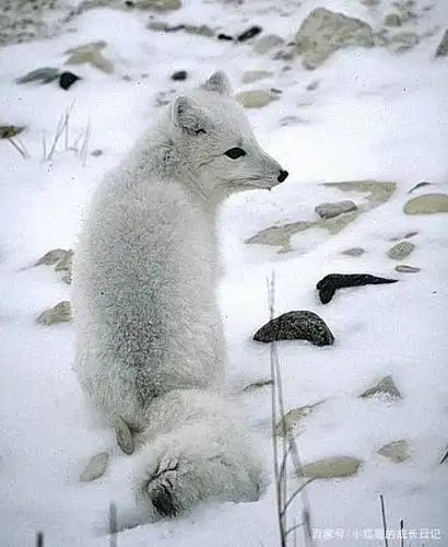 雪狐如此美丽,不忍伤害