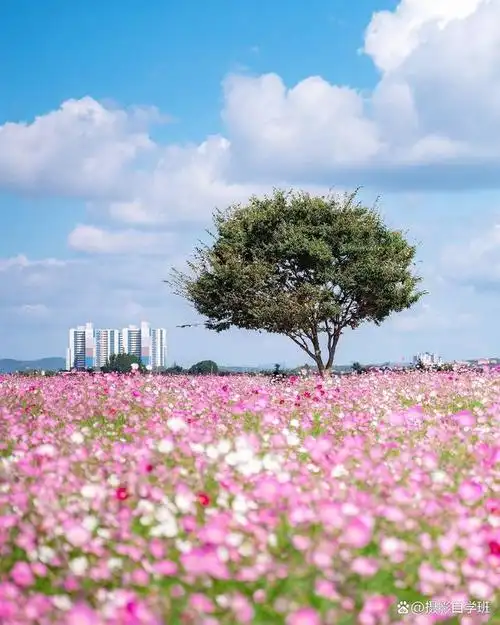 春天风景该咋拍,学这5句摄影口诀,把春天的美记录到你的照片上