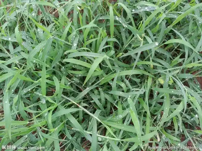 毛毛草摄影图片