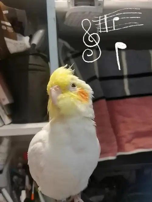 爱唱歌的蛋蛋#玄凤鹦鹉 #日常 #手养玄凤