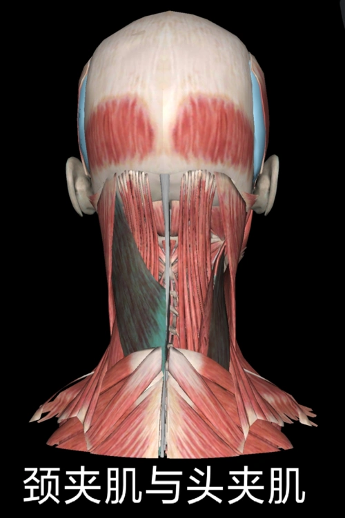 颈部肌肉!(浅谈颈部解剖之"肌肉"!)_环球信息网