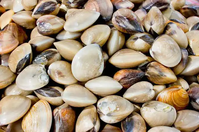 贝类图片_图片大全