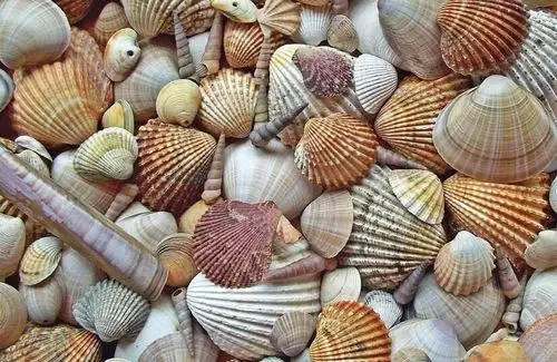 《贝壳之歌》 - 美篇