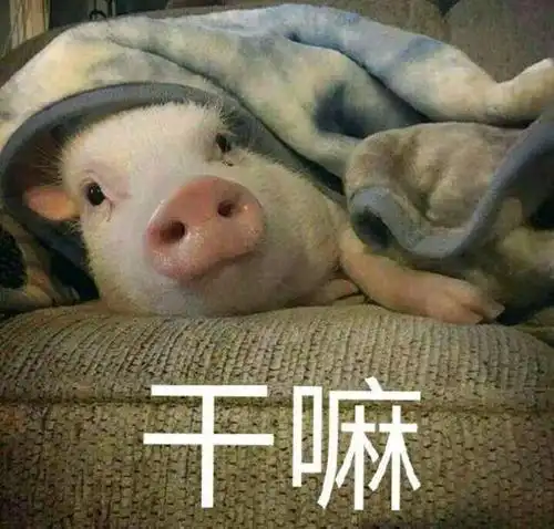 搞笑的猪图片笑死人 逗比