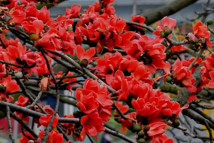 三月木棉花正红