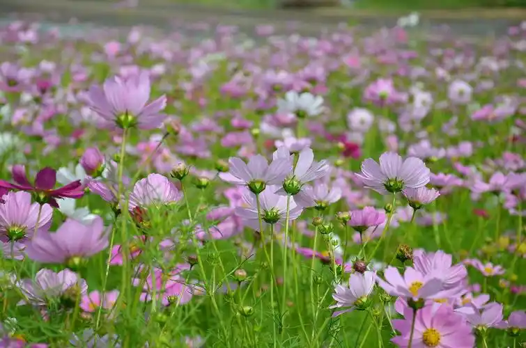 草原上轻歌曼舞的花