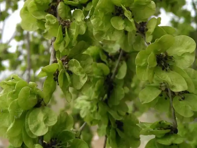 榆钱结出果实 圆圆的诱惑 带我回到童年