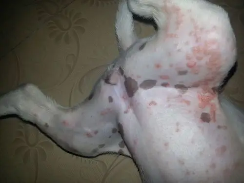 com 我有更好的答案 2条回答  这是湿疹,狗狗睡觉的地方不够干燥.