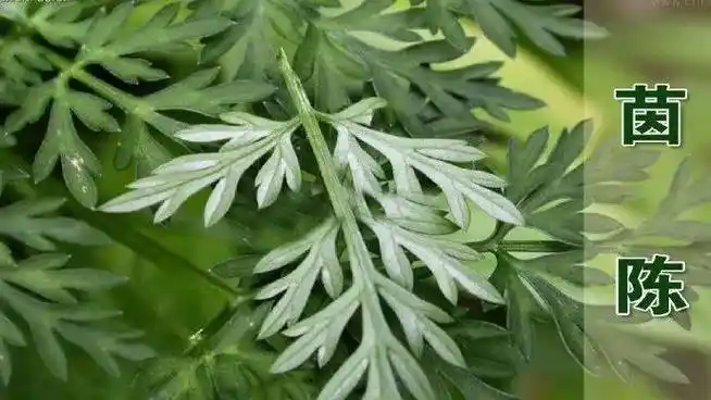 《神农本草经》记载茵陈有轻身,益气,耐老的功效,现代研究发现,它富含