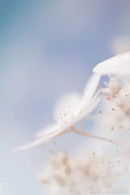 意境唯美花朵图片