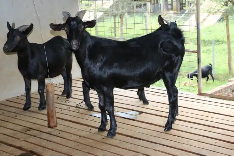 文昌绿色田园黑山羊