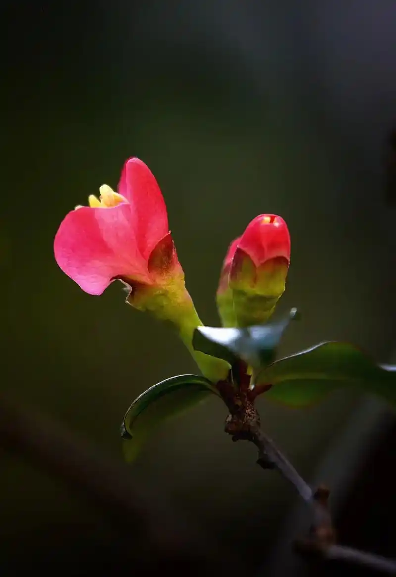 【摄·海棠花】 胭脂点点海棠花,含苞欲放最妖娆. #我负责拍 - 抖音