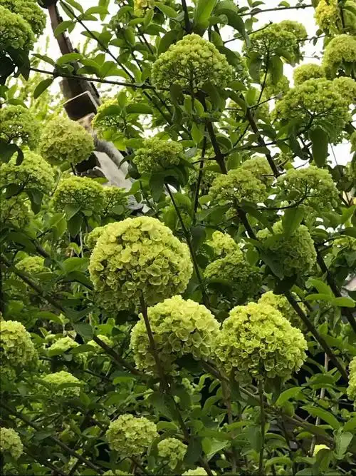 好大好多的绿色绣球花