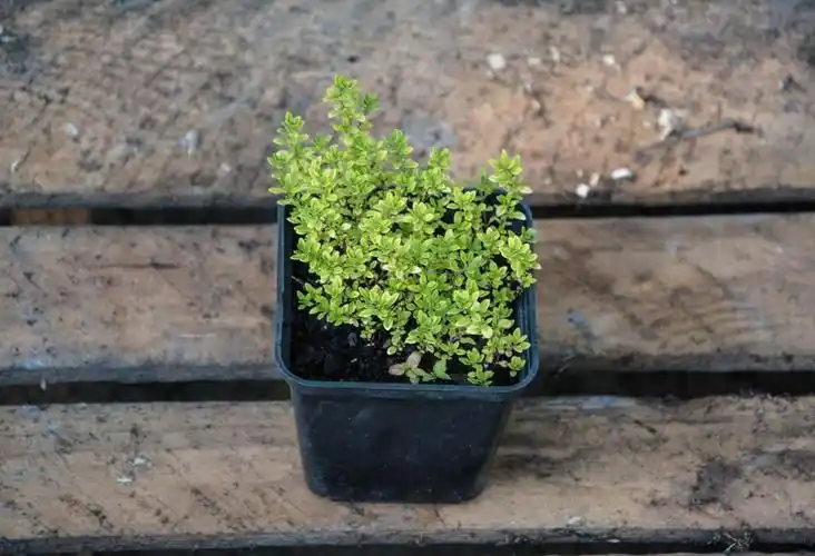 thyme,plants,nature,plant,growth,leaf,green color